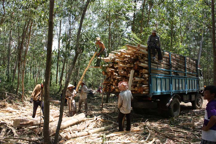 Giá gỗ keo nguyên liệu ở Đắk Lắk tăng cao