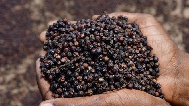 Giá tiêu hôm nay 1210