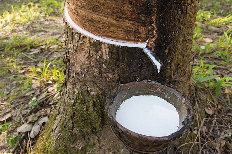 Giá cao su hôm nay 1210 Cao su biến động dưới 1