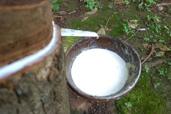 cao su TOCOM giảm nhẹ