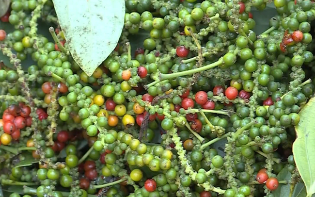 Giá tiêu hôm nay 2310