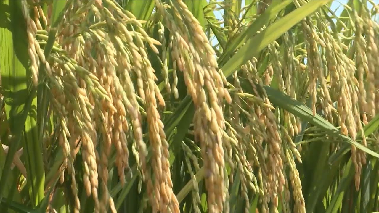 Giá lúa gạo hôm nay 2710 Tiếp tục điều chỉnh tăng mạnh với nhiều mặt hàng lúa