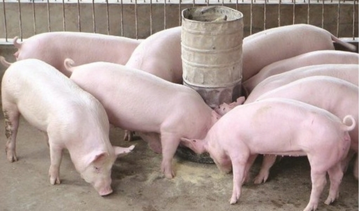 Giá heo hơi hôm nay 510 Tănggiảm trái chiều tại các địa phương