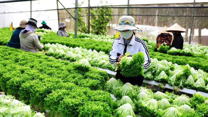 Lâm Đồng Hỗ trợ đưa hộ sản xuất nông nghiệp lên sàn thương mại điện tử