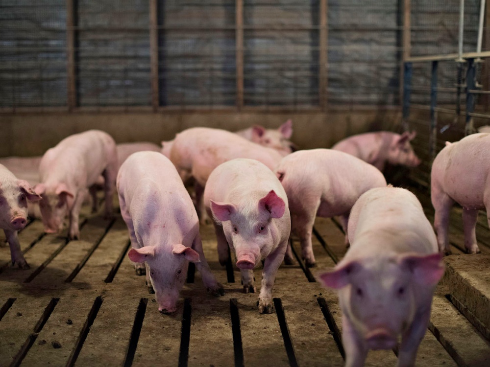 Giá heo hơi hôm nay 111 Giảm 1000 3000 đồngkg tại nhiều tỉnh thành