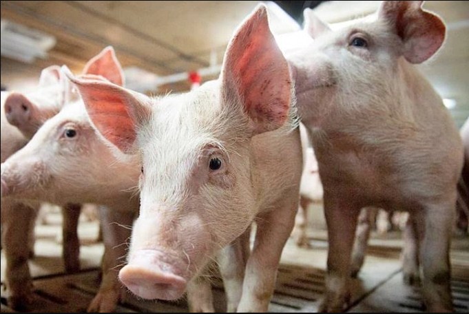 Giá heo hơi hôm nay 1011 Biến động trái chiều tại nhiều địa phương trên cả nước