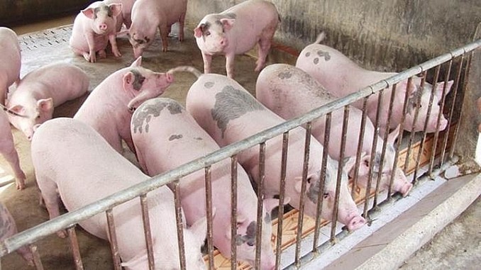 Giá heo hơi hôm nay 1211 Giảm rải rác từ 1000 - 2000 đồngkg