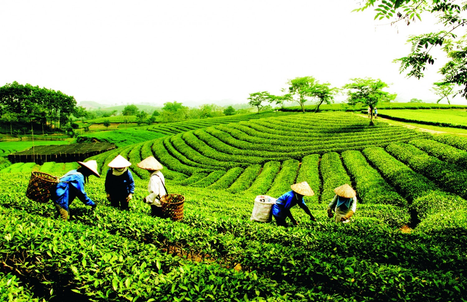 Xuất khẩu chè hồi phục tăng đều cả về lượng và giá trị