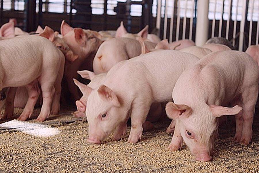 Giá heo hơi hôm nay 1611 tiếp đà giảm từ 1000 3000 đồngkg tại nhiều địa phương
