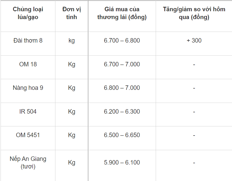 Giá lúa gạo hôm nay 1611 thị trường giao dịch sôi động tăng 300 đồngkg với lúa OM 18