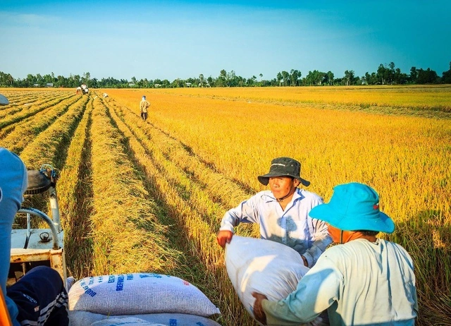 Giá lúa gạo hôm nay 1611 thị trường giao dịch sôi động tăng 300 đồngkg với lúa OM 18