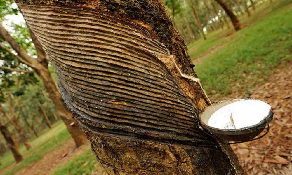 Giá cao su hôm nay 211 Cao su SHFE tăng hơn 3