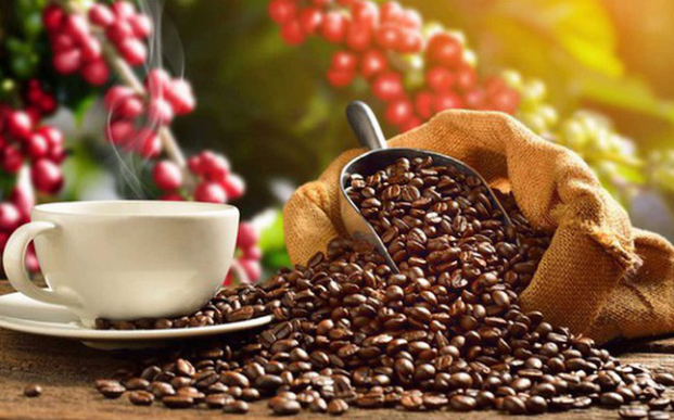 Giá cà phê hôm nay 2011 Giá tiếp tục giảm