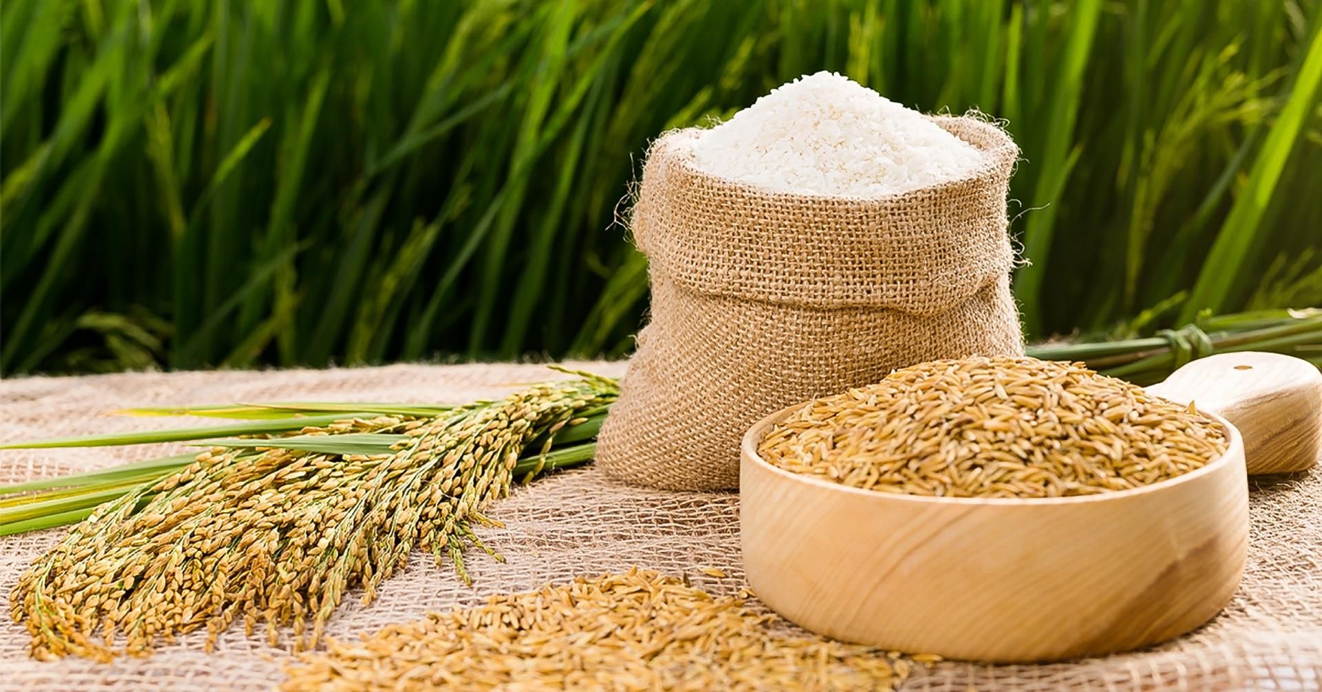 Giá lúa gạo hôm nay 2311 Giá gạo xuất khẩu tăng 10 USDtấn
