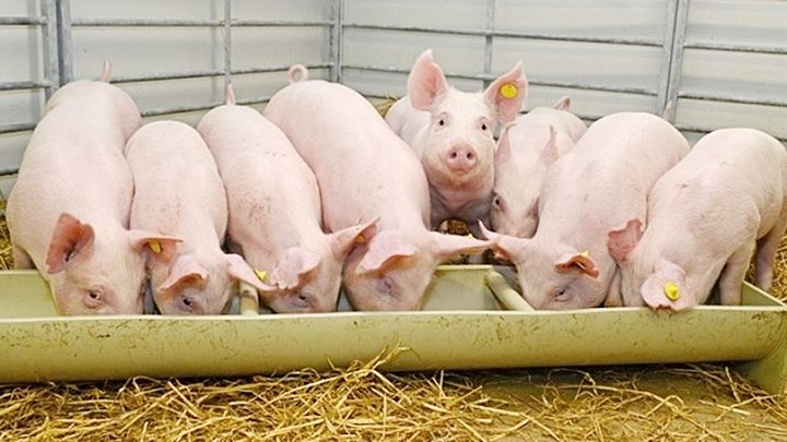Giá heo hơi hôm nay 3011 Không ghi nhận biến động