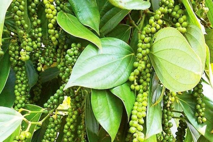 Giá tiêu hôm nay ngày 611 Tiếp tục không có sự biến động