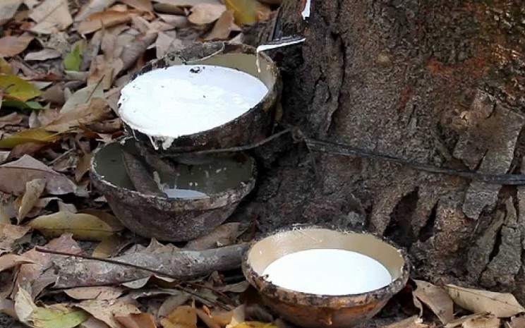 cao su biến động trái chiều