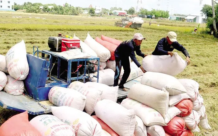 Giá lúa gạo hôm nay 911 Giá nếp tăng gạo giảm