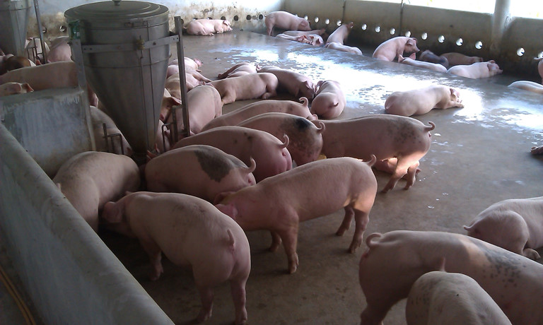 Giá heo hơi hôm nay 1612 