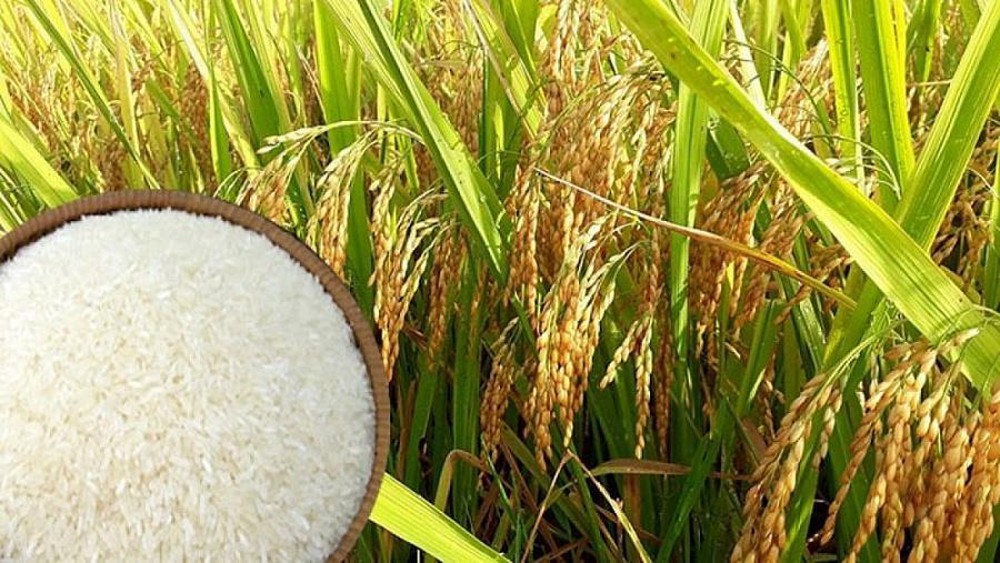 Giá lúa gạo hôm nay 2112 Tiếp tục xu hướng đi ngang tại Đồng bằng sông Cửu Long