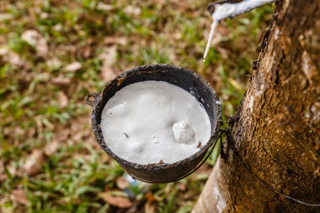 Giá cao su hôm nay 512 Cao su biến động trái chiều