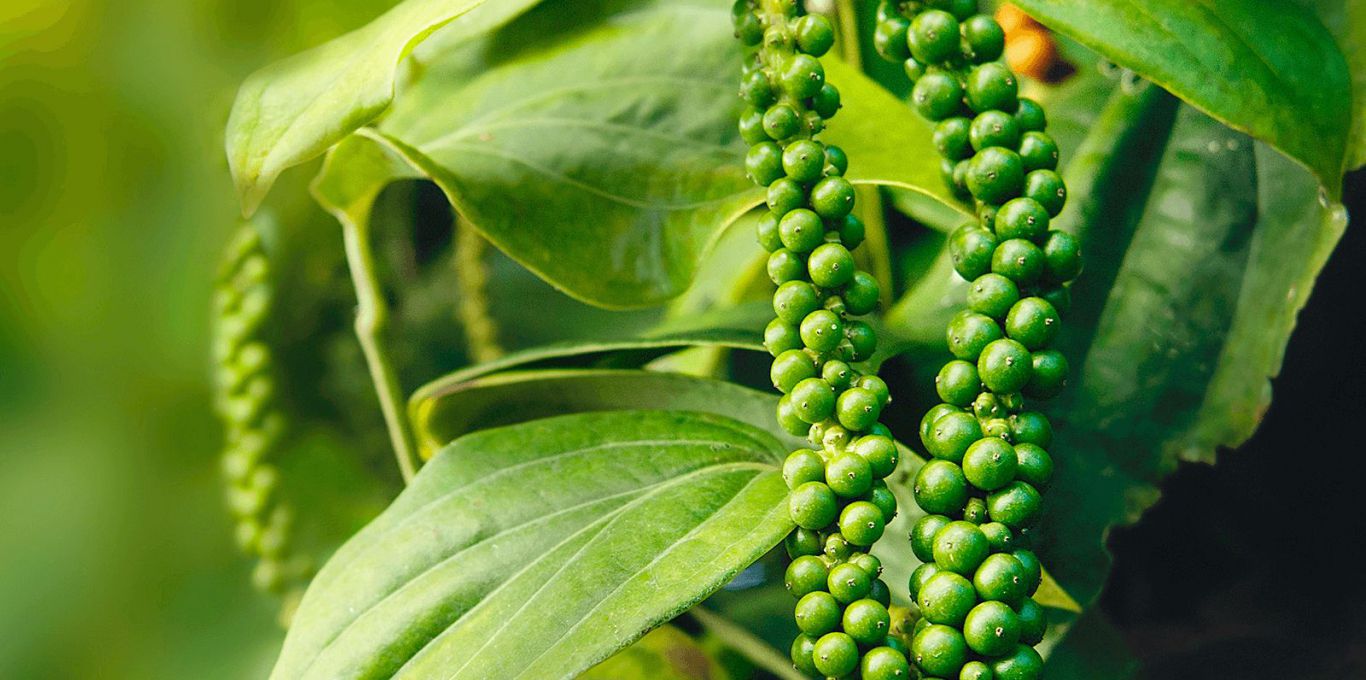 Giá tiêu hôm nay 712 Tiếp tục xu hướng đi ngang hàng tồn kho giảm