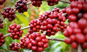 Giá cà phê hôm nay 124 Tiếp tục đà tăng tốt