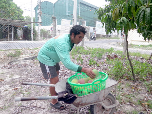 Giá xoài Úc ở Khánh Hòa rớt giá