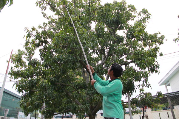Giá xoài Úc ở Khánh Hòa rớt giá