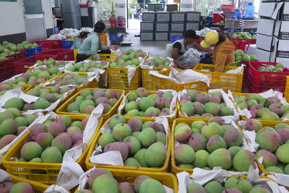 Giá xoài Úc ở Khánh Hòa rớt kỷ lục