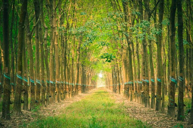 Cổ phiếu lao dốc lãnh đạo DRI không bán cổ phiếu nào trong số đã đăng ký