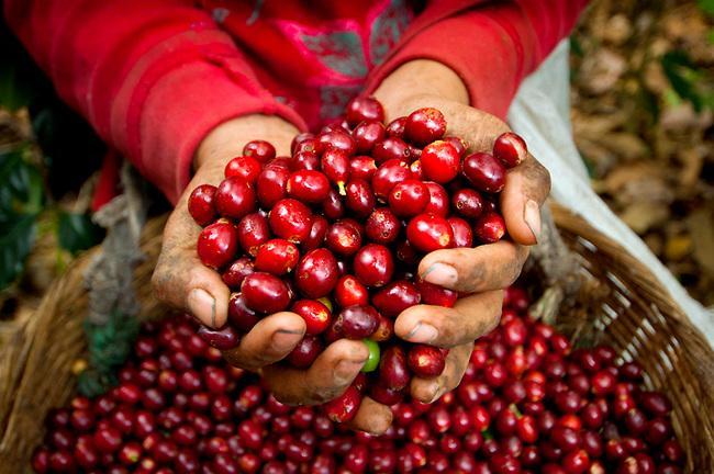 Giá cà phê hôm nay 234 Cà phê Arabica khó kéo dài đà tăng