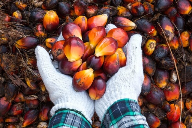 Indonesia sẽ cấm xuất khẩu dầu cọ thô và dầu ăn từ ngày 284