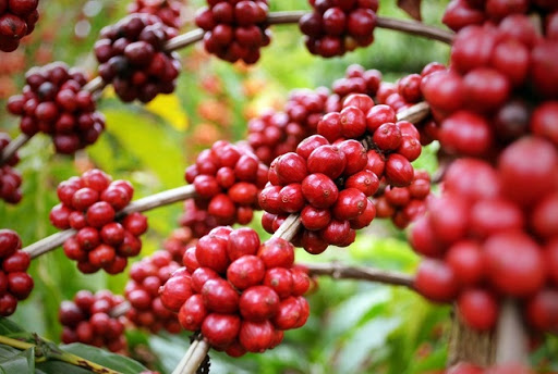 Những cơn mưa ở Tây Nguyên đang gây áp lực giảm lên giá cà phê Robusta