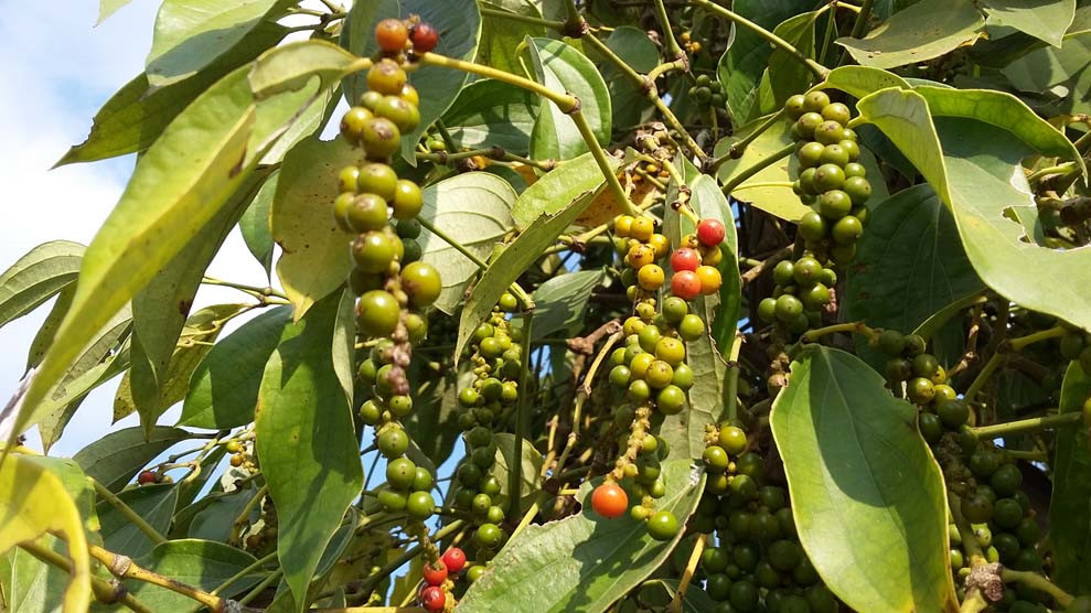 Giá tiêu hôm nay 54 Đồng loạt giảm 1000 đồngkg tại các vùng trồng trọng điểm