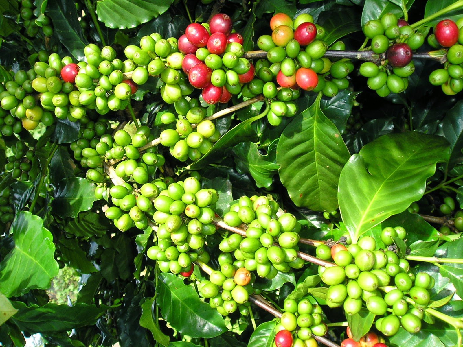 Giá cà phê hôm nay 64 Tồn kho ở mức cao cà phê robusta tiếp tục giảm