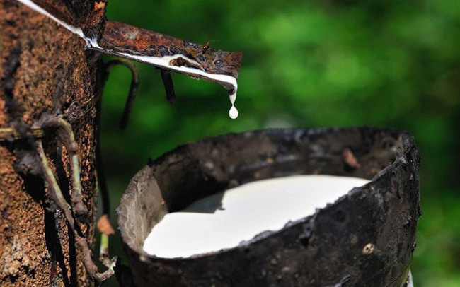 Giá cao su hôm nay 115 Biến động trái chiều trên 2 sàn châu Á
