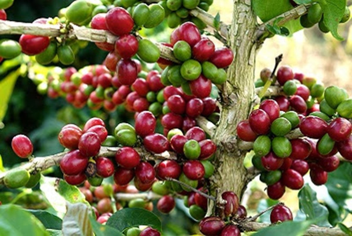 Giá cà phê hôm nay 145 Duy trì xu hướng giảm