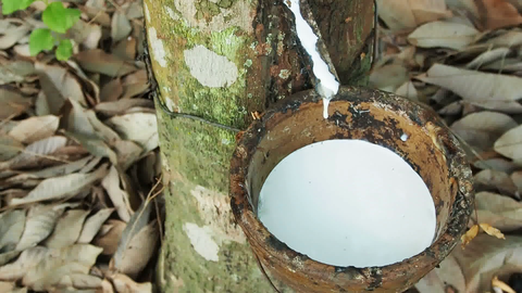 giá cao su 1406 Cao su SHFE giảm hơn 15