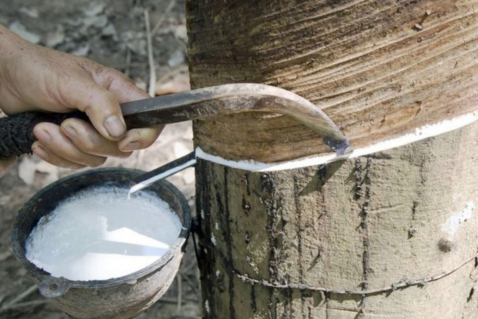 Giá cao su hôm nay 236 giá cao su kỳ hạn tăng