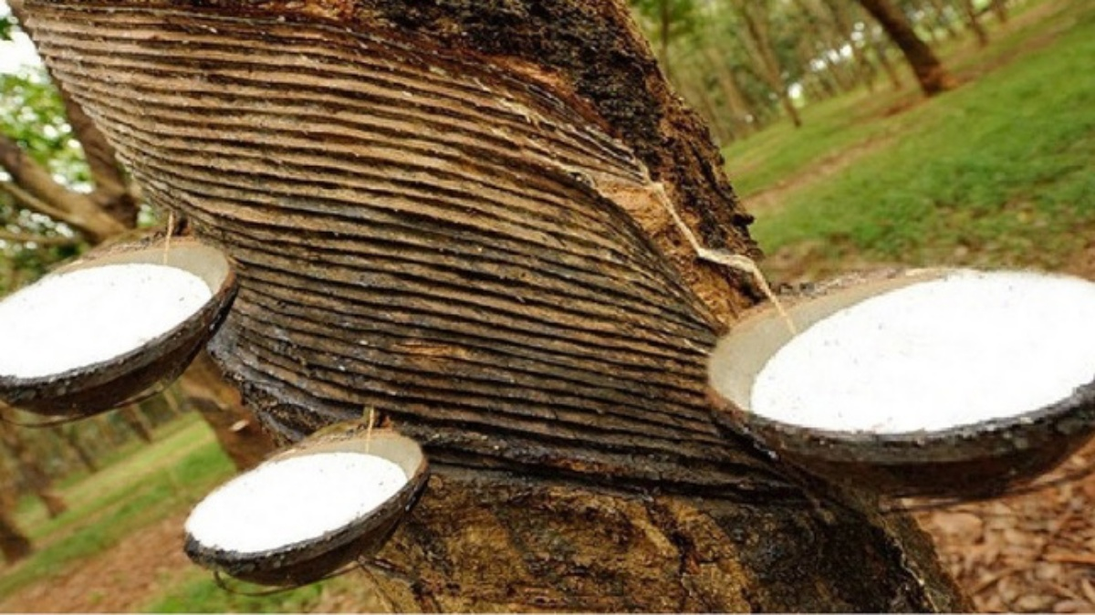 Giá cao su hôm nay 96 Giảm mạnh trên toàn thị trường châu Á