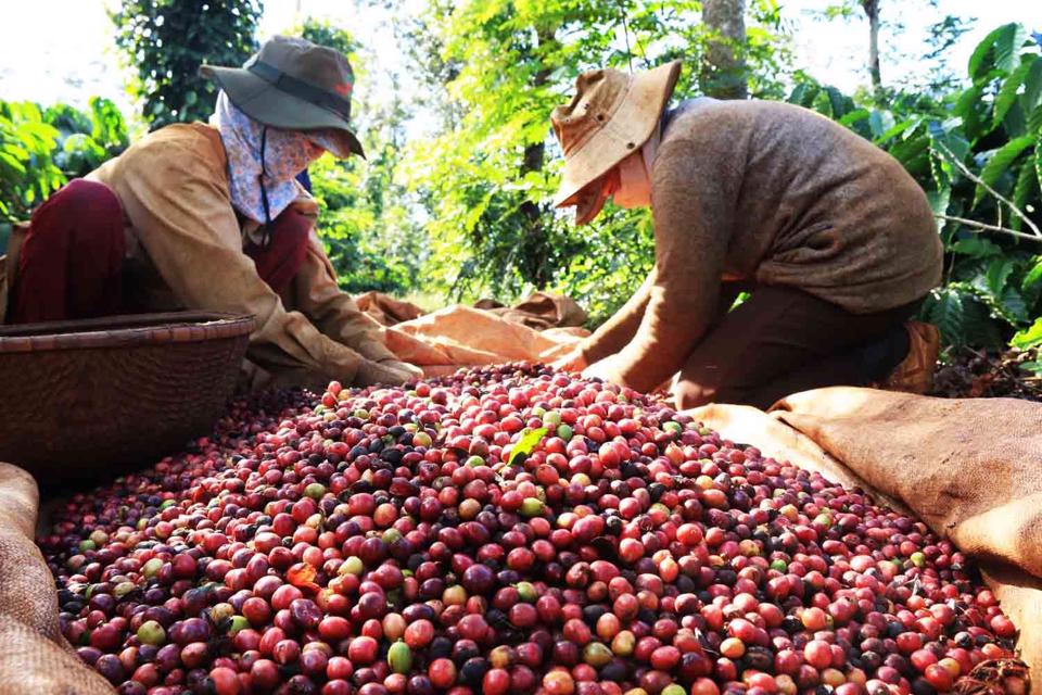 Giá cà phê hôm nay 17 Giá cà phê Robusta giảm arabica bám đà tăng