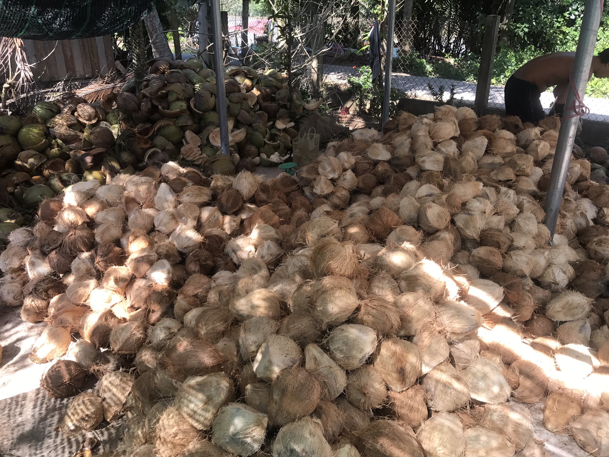 Trung Quốc thắt nguồn cung dừa khô Bến Tre rớt giá thê thảm rẻ hơn cốc trà đá