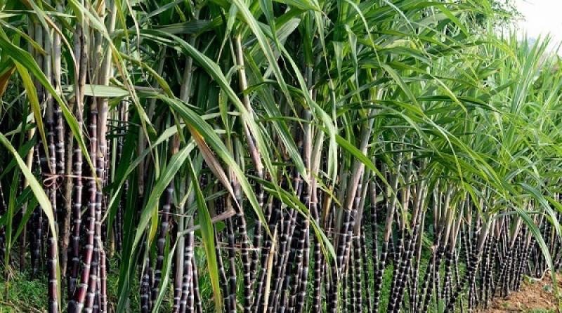 Bài toán tự chủ nguồn cung cần lời giải từ ngành mía đường