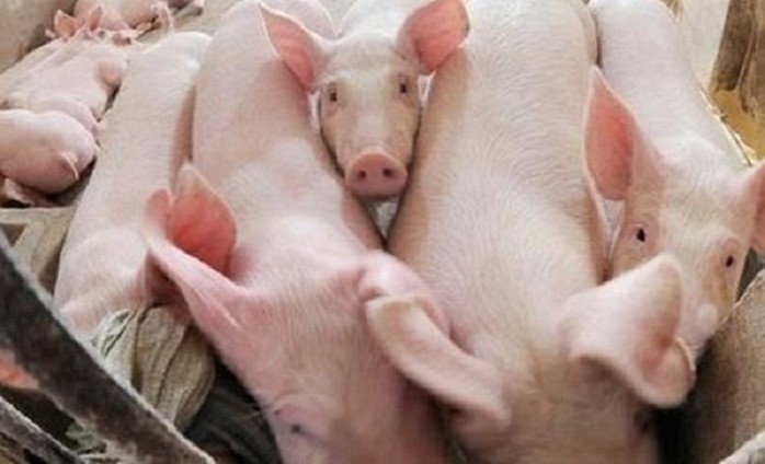 Giá heo hơi hôm nay 2207 Giá heo hơi tại miền Bắc tiếp tục giảm