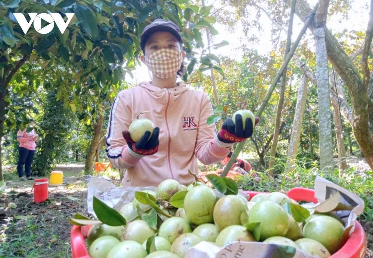 Tiêu thụ nông sản Không có con đường nào khác là phải đáp ứng tiêu chuẩn của người thu mua