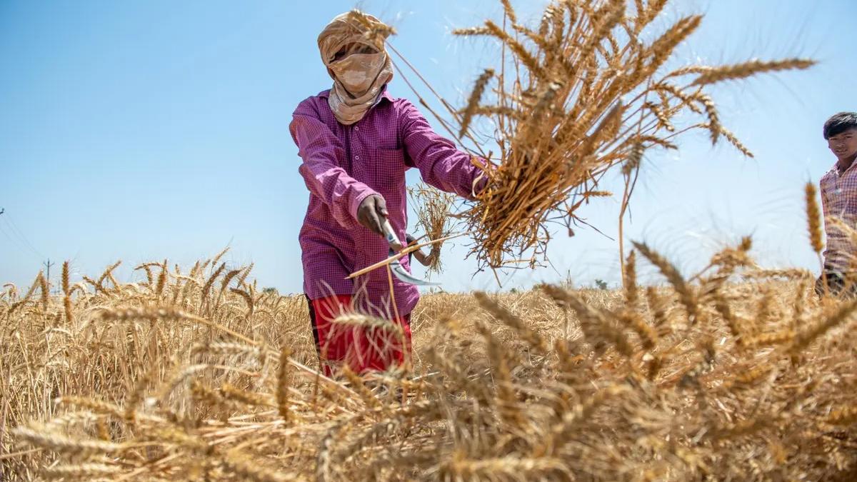 Ấn Độ siết xuất khẩu bột mì để bình ổn giá cả trong nước