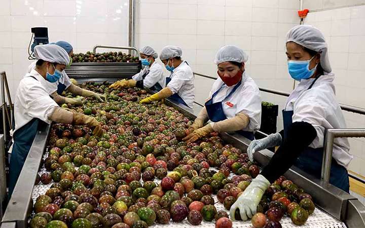 Xuất khẩu thí điểm chanh leo chính ngạch sang Trung Quốc