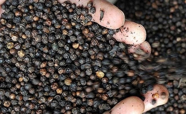 Giá tiêu hôm nay 128 Giao dịch từ 70000 73000 đồngkg