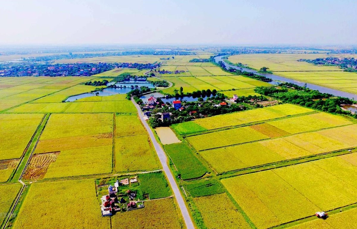 Long An Giải quyết vấn đề chuyển mục đích sử dụng đất trồng lúa thực hiện Dự án ĐT827E